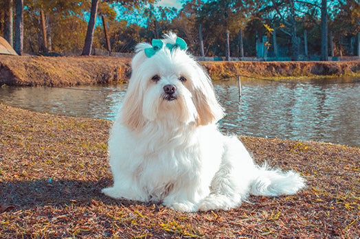 Lhasa Apso dog