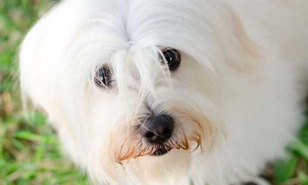 Maltese dog