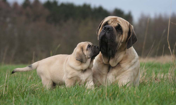 Mastiff dog with puppy