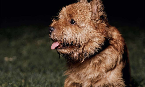 Norwich Terrier dog breed