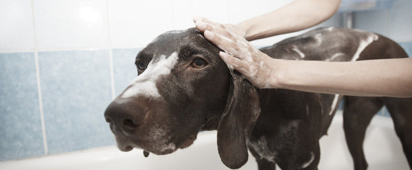 Giving dog a bath