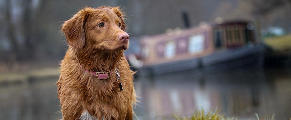 Dog standing in front of houseboat by the water