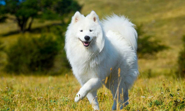 Samoyed dog