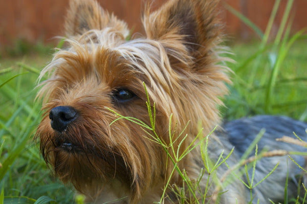 Cairn Terrier dog