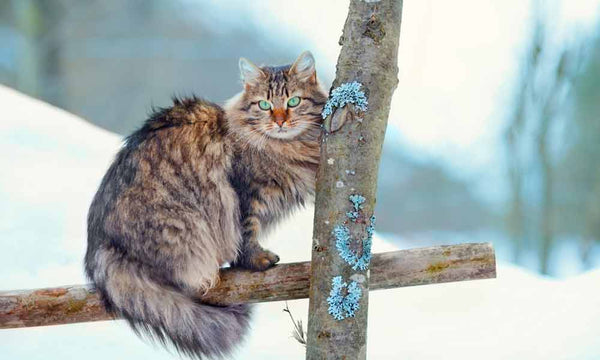 Siberian Forest cat