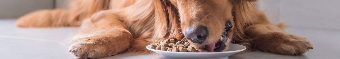 Pamper your dog with a food supplement