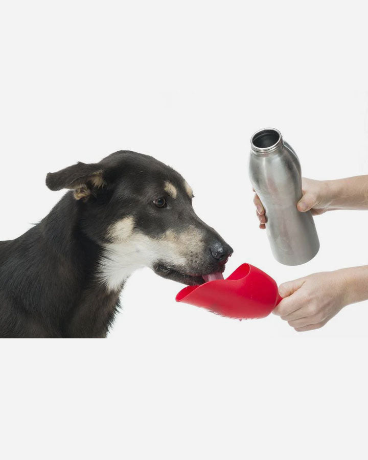Kong H2O water bottle for dogs