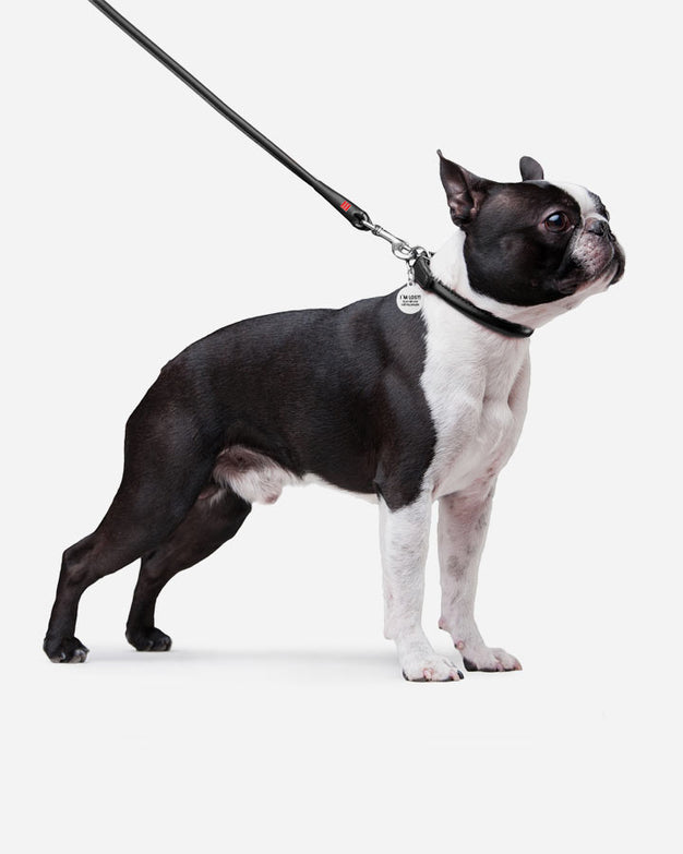 Dog on Rolled Leather leash from Waudog