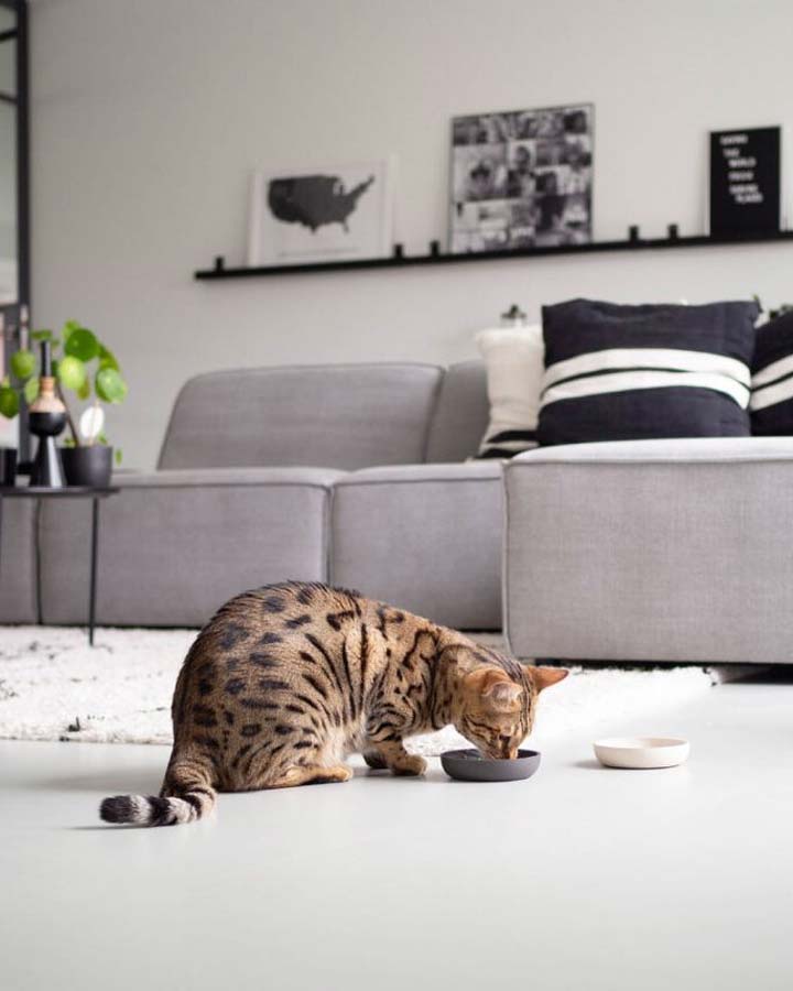 Stylish and simple cat bowl