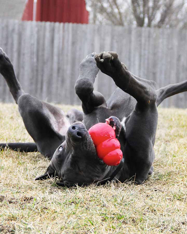 KONG Classic dog toy