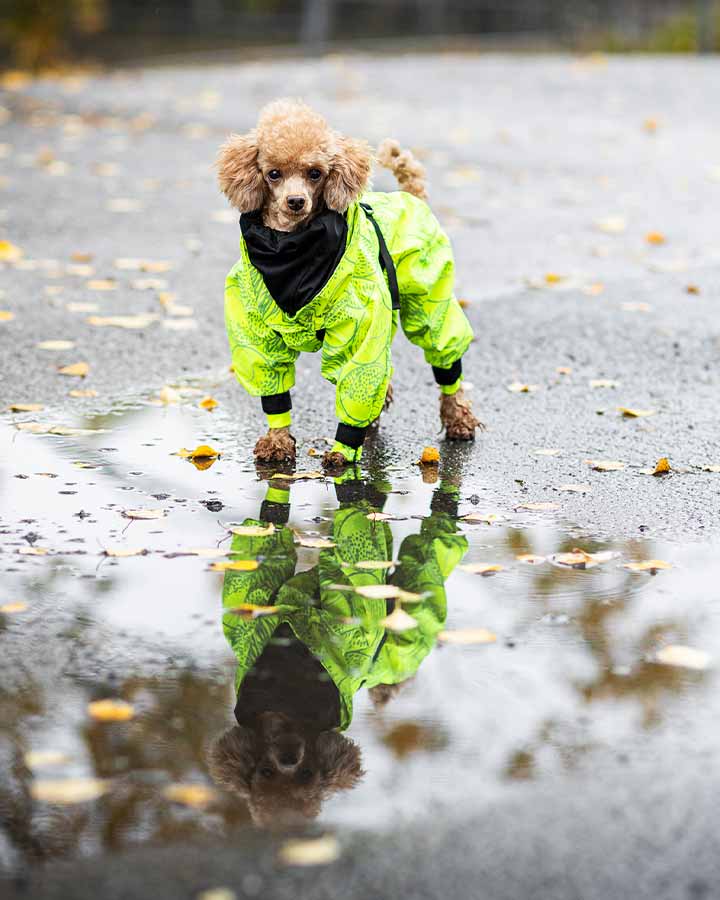 Dog in Paikka Neon Rain Suit