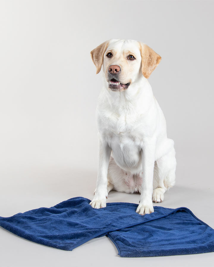 Dog with Paikka Drying Towel