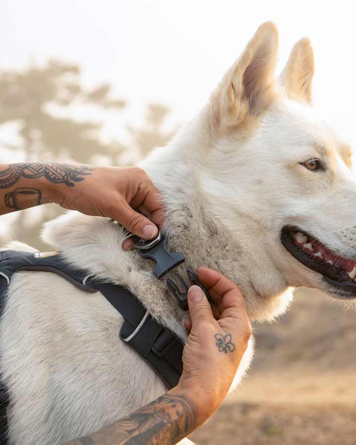 Ruffwear Front Range Dog Collar - Basalt Gray