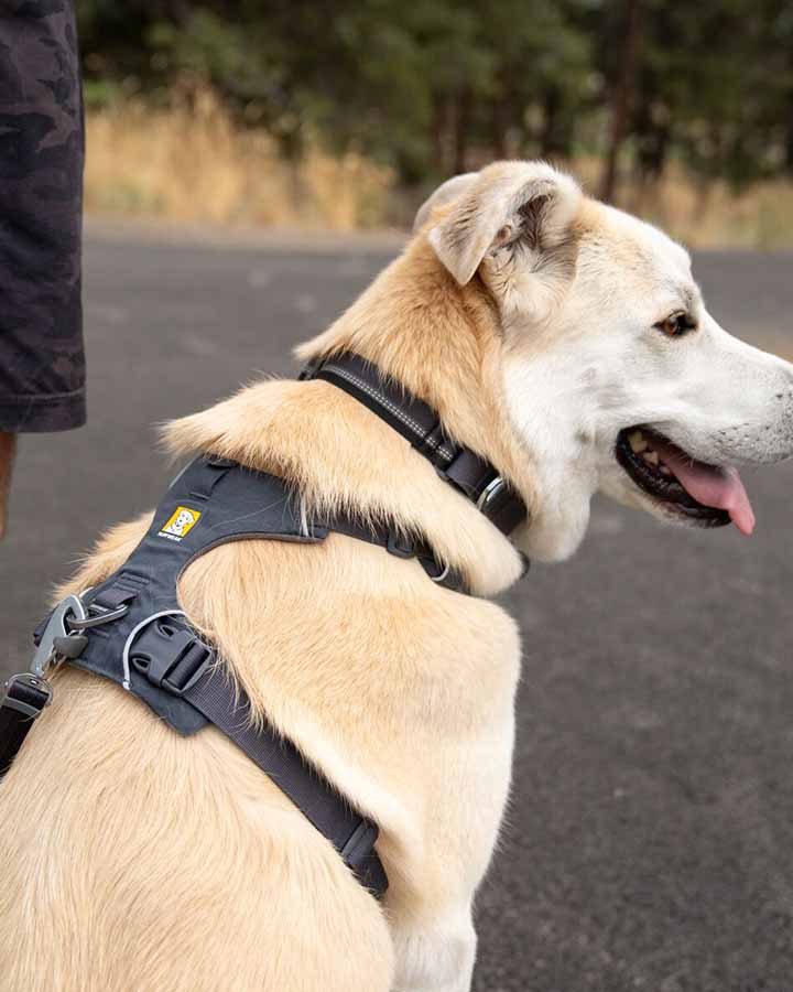 Dog harness and collar
