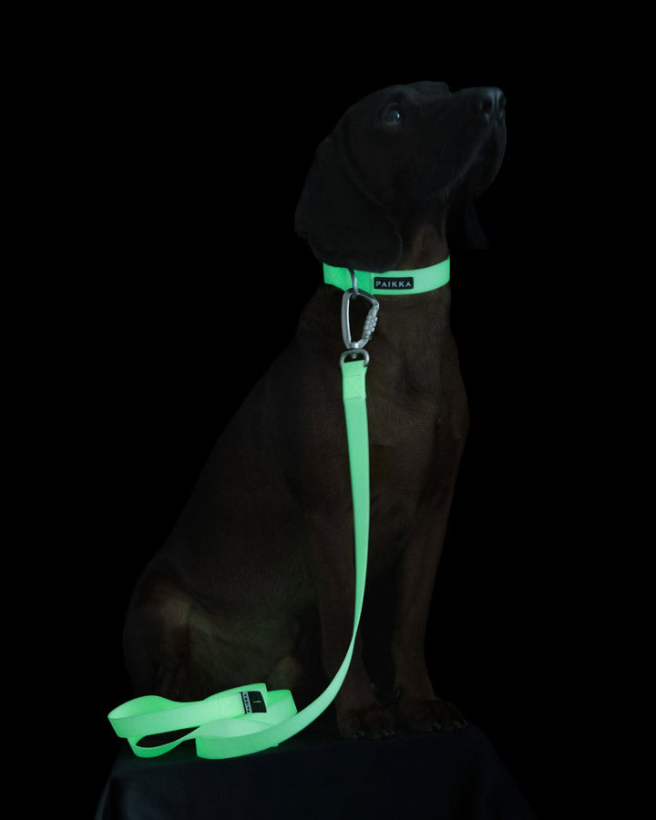 Dog leash - Secure visibility during evening walks
