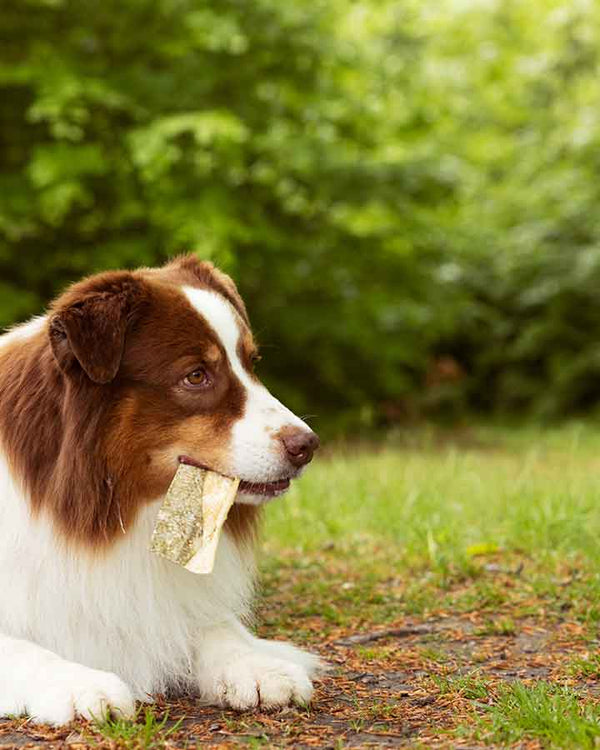 Essential Iceland Fish dog treats