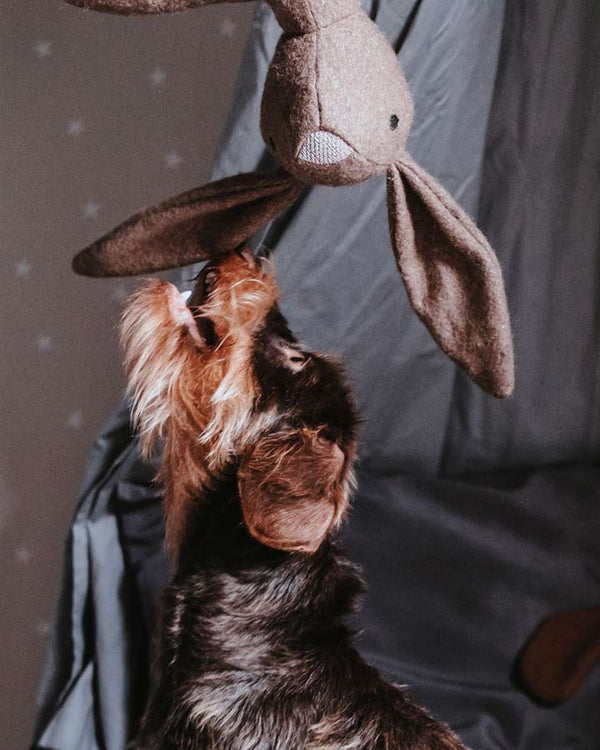 Rabbit toy for dogs