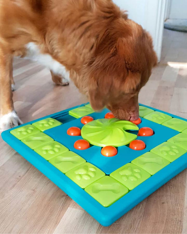 Activate your dog with games