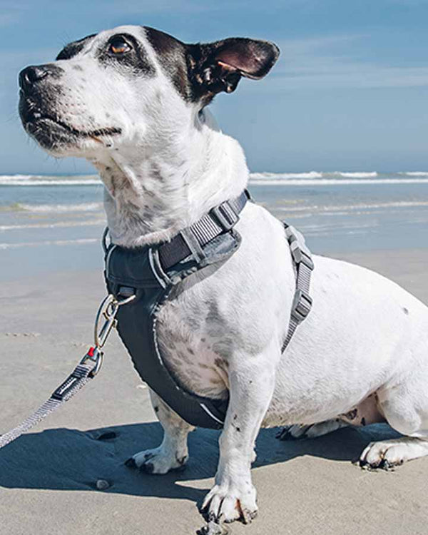 Padded Dog Harness - Grey
