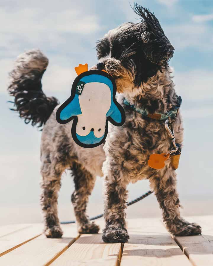 Penguin dog toy