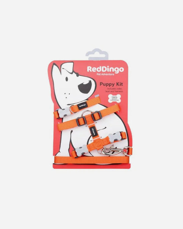Puppy Set - Red Dingo - Orange
