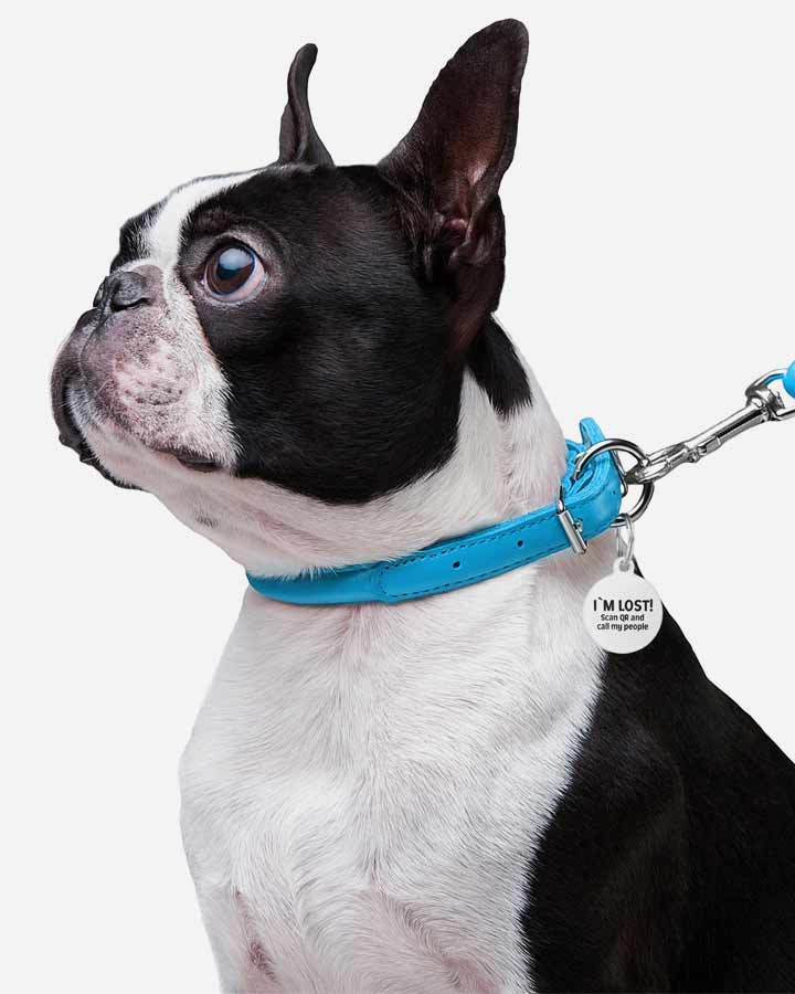 Dog wearing Waudog Leather Collar