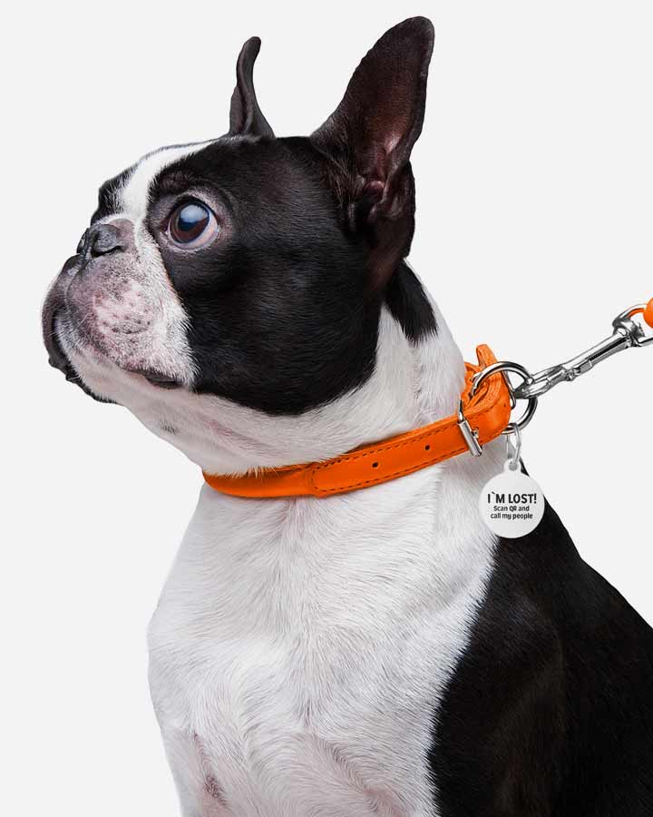 Dog wearing Rolled Leather Waudog Collar