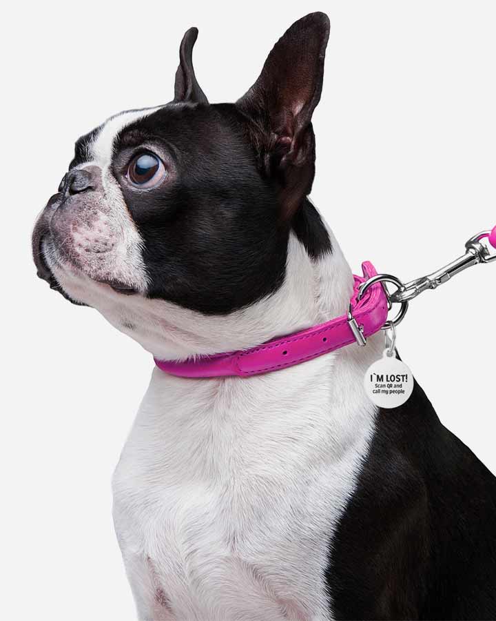 Dog wearing Rolled Leather Collar