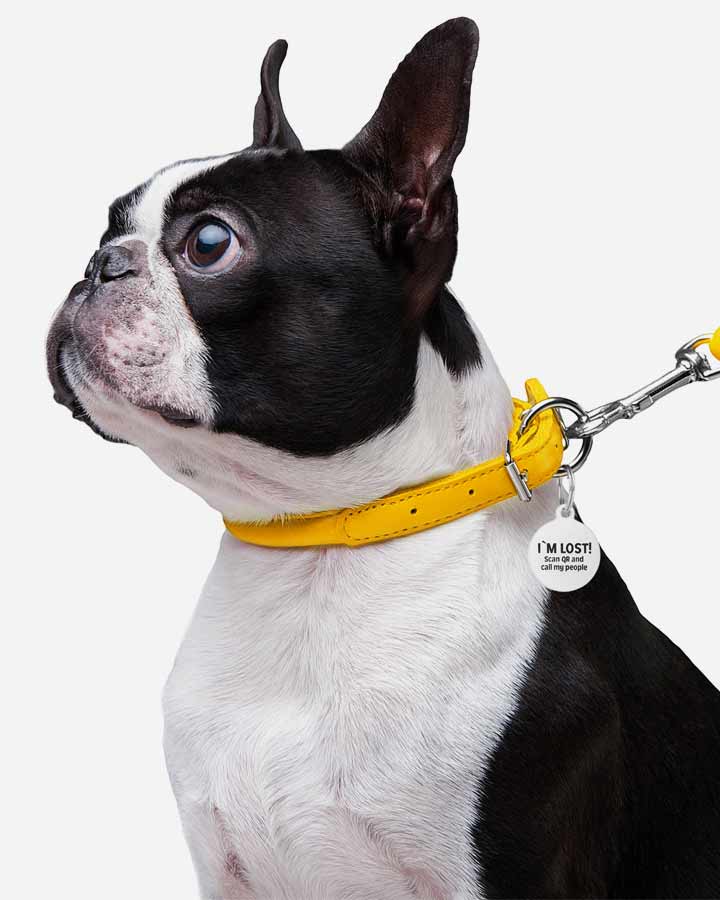Dog wearing rolled leather collar