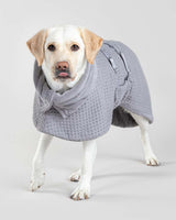 Dog wearing Grey Paikka Drysuit Spa
