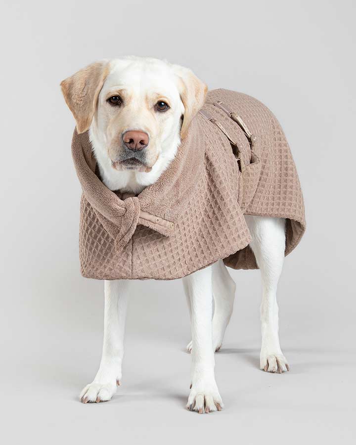 Dog wearing Taupe Paikka Drysuit Spa