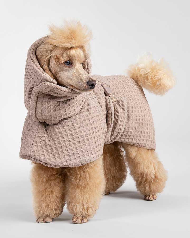 Small dog wearing Taupe Paikka Drysuit Spa