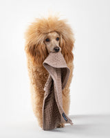 Dog with Paikka Taupe Drying Towel