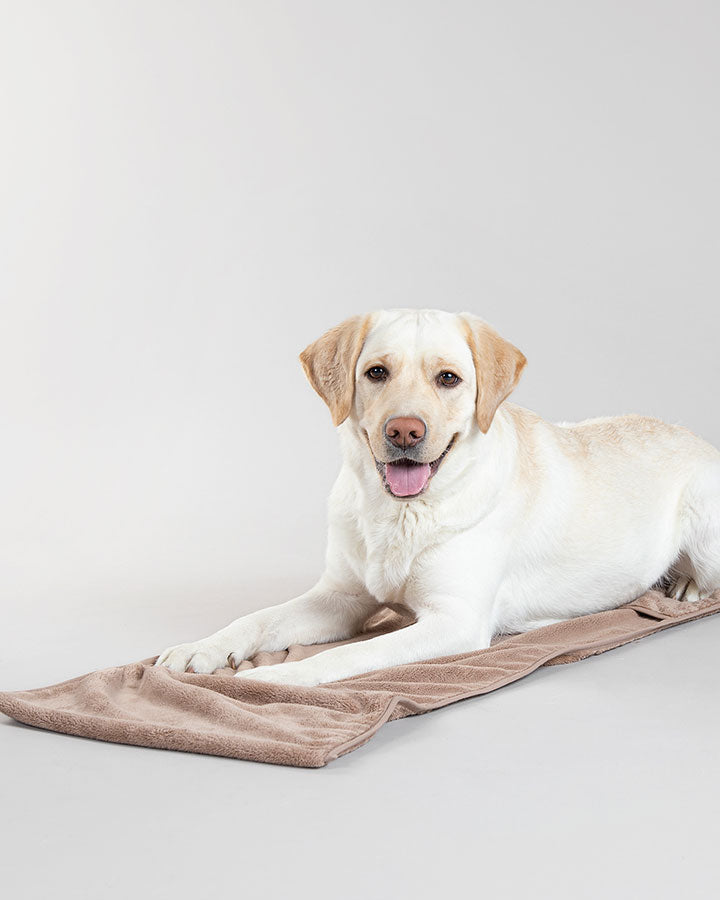 Dog lying on Paikka Drying Towel - Taupe