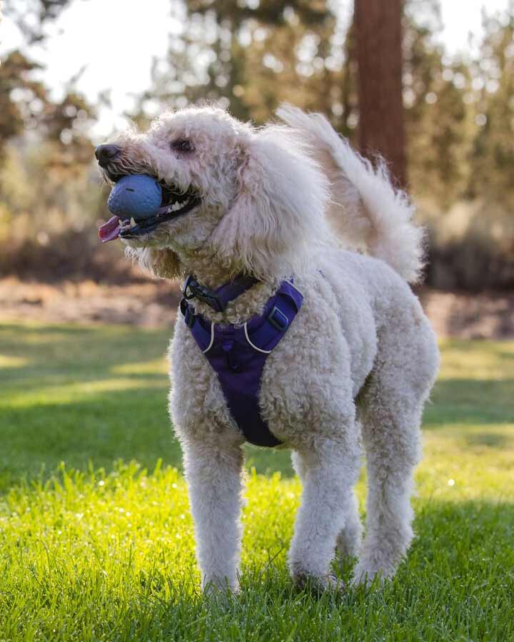 Dog playing with Ruffwear Turnup