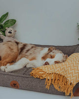 dog sleeping on Swaggin Tails Drömmig 