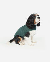 Dog wearing knitted sweater - Fashion Dog