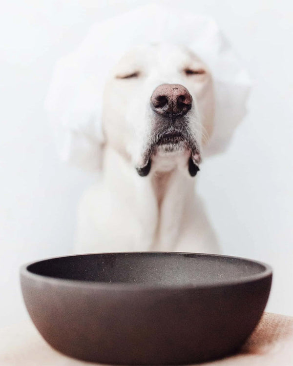 Dog with BAMBOO Bowl - District 70