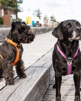 Dogs wearing Comfort Walk Air Harness