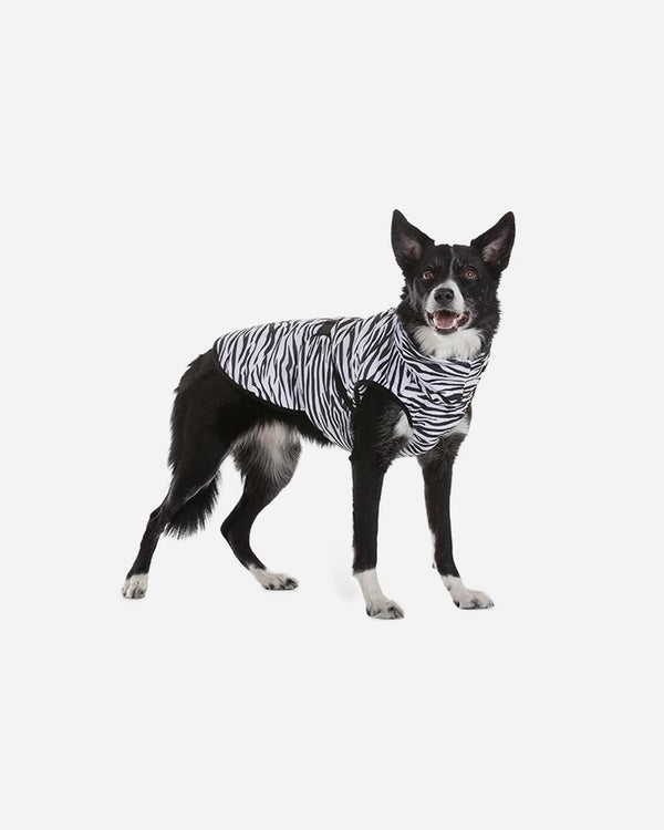 Dog wearing Paikka Cool & Bug vest