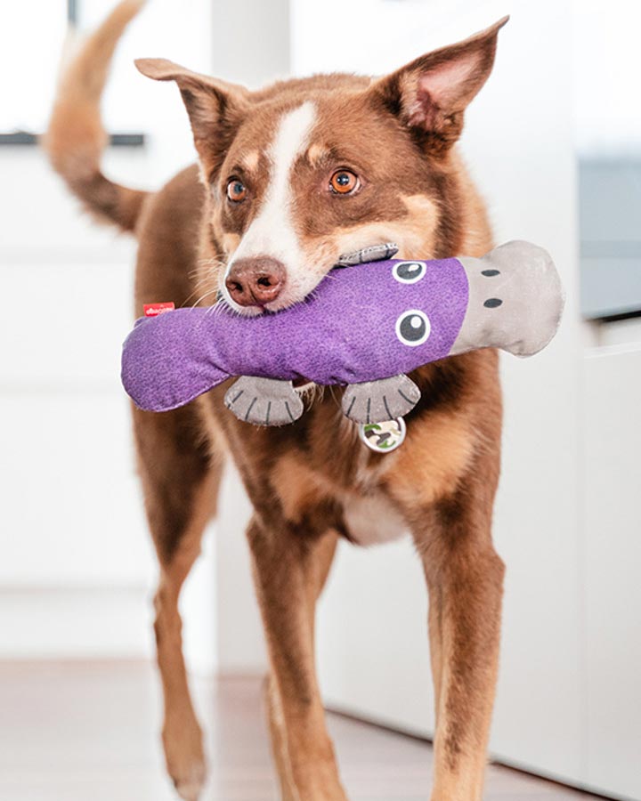 Dog with Durables Platypus Pam - Purple