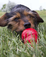 Dog Playing with KONG Toy stuffed with Easy Treat