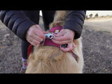 Ruffwear Switchbak Dog Leash