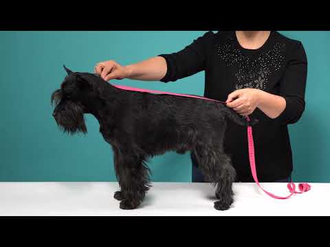 Measuring dog for Fashion Dog clothing