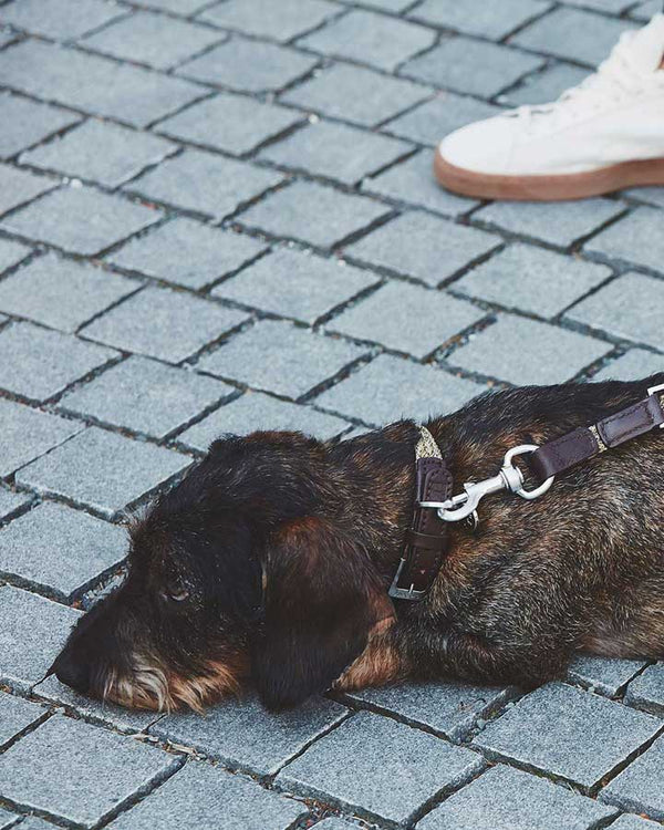 Dog wearing MiaCara Lucca Collar