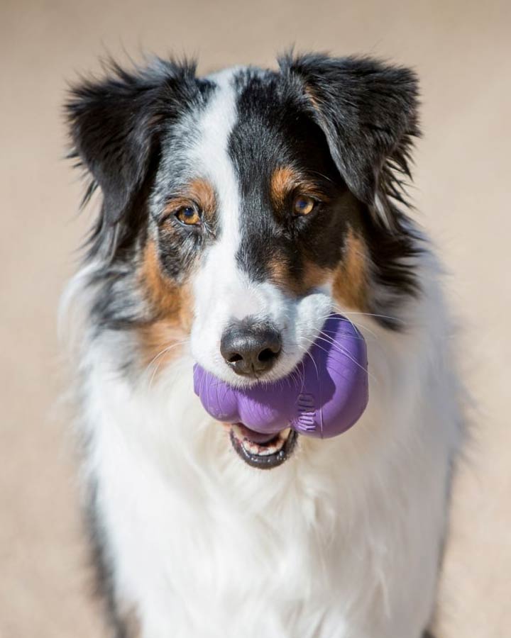 Dog with KONG Senior in the mouth