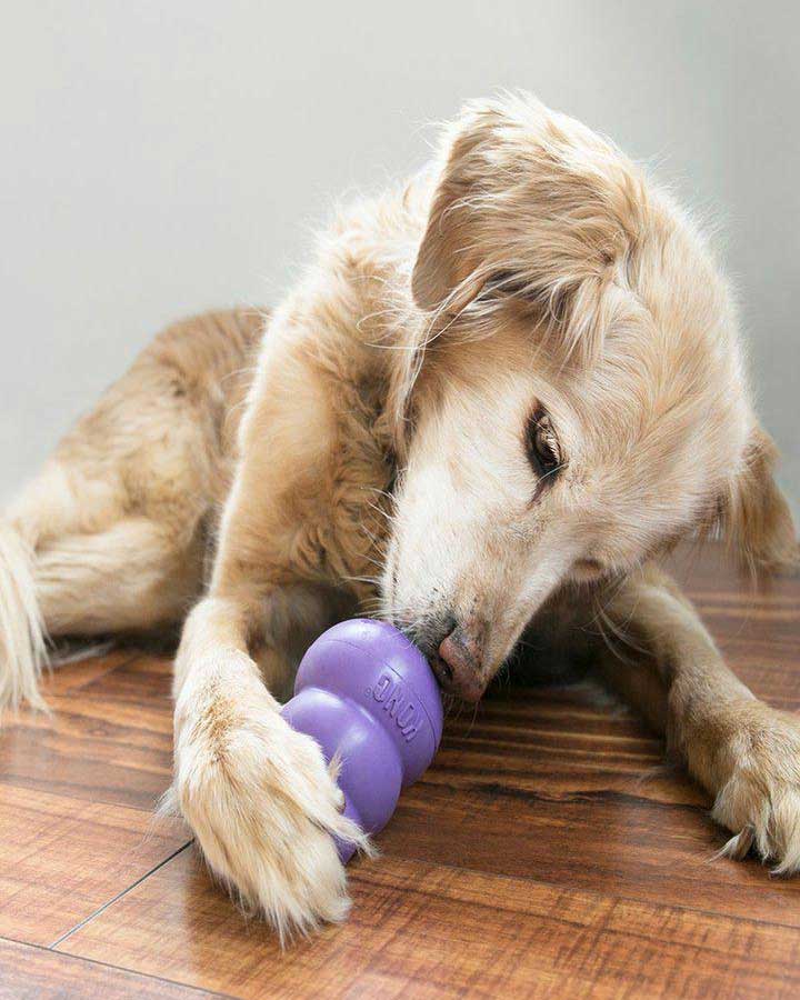 Dog playing with KONG Senior