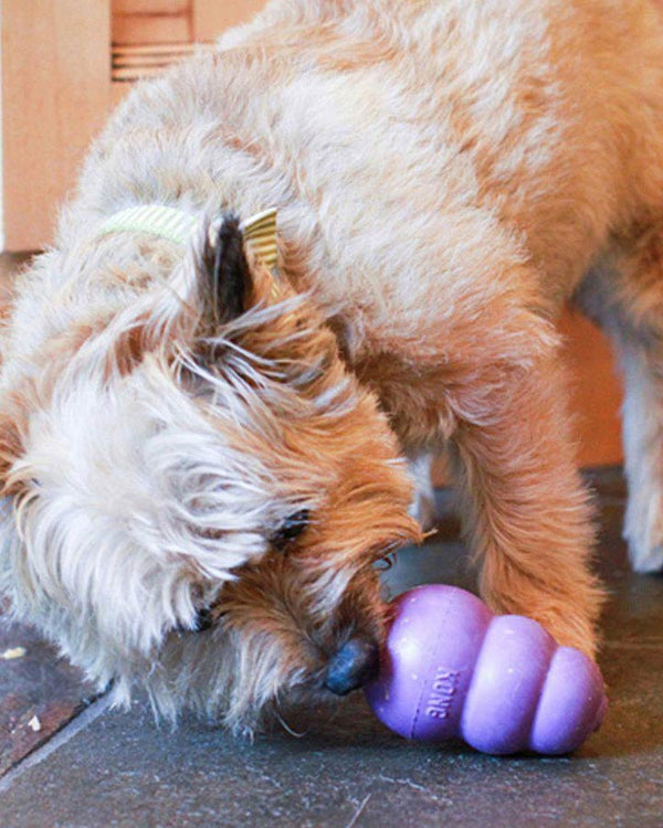 Dog playing with KONG Senior