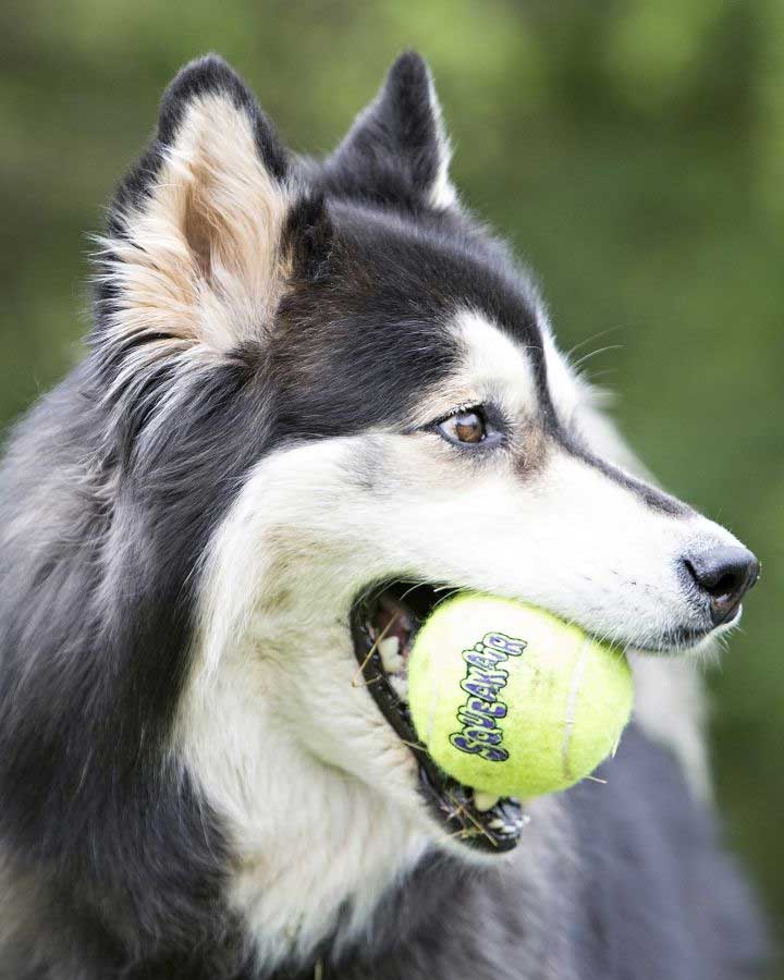 Dog with KONG Air Dog Tennis Ball