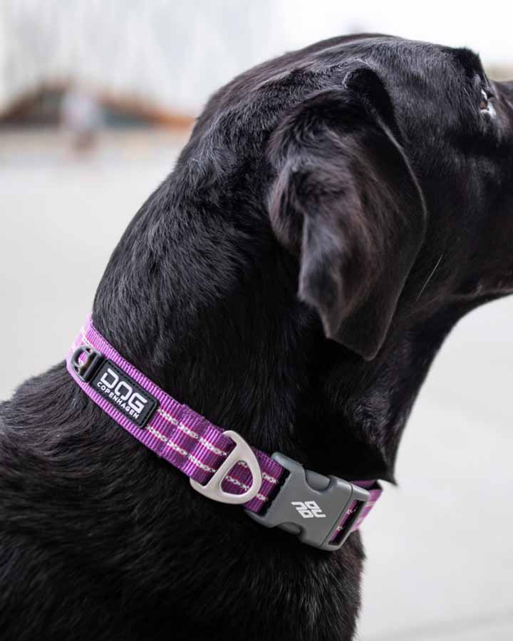 Dog wearing Urban Style Collar - Purple Passion